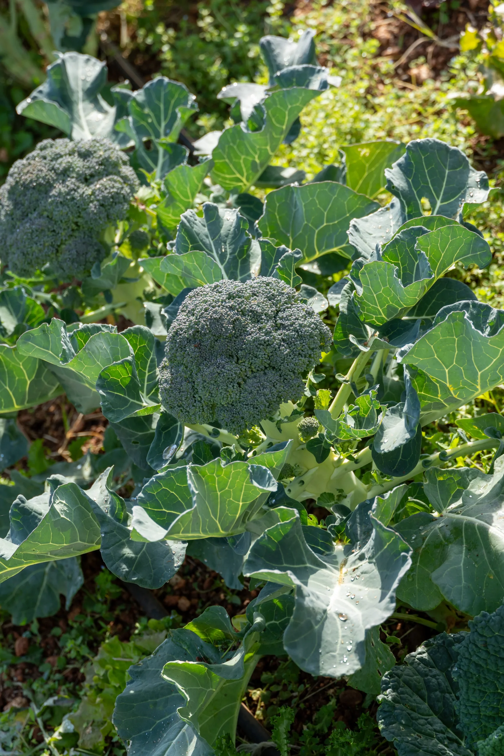 Mariano Bueno Mariano-bueno-440